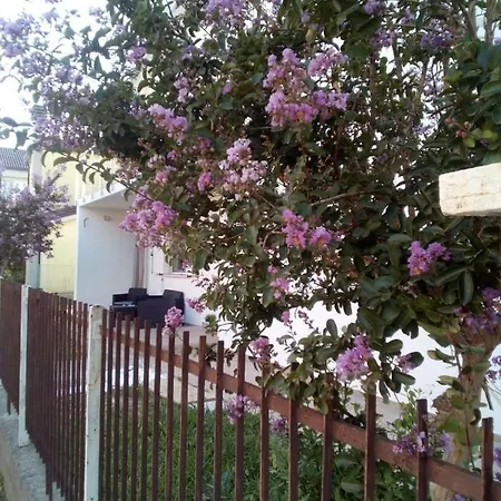 The Judas Trees Nyaraló *